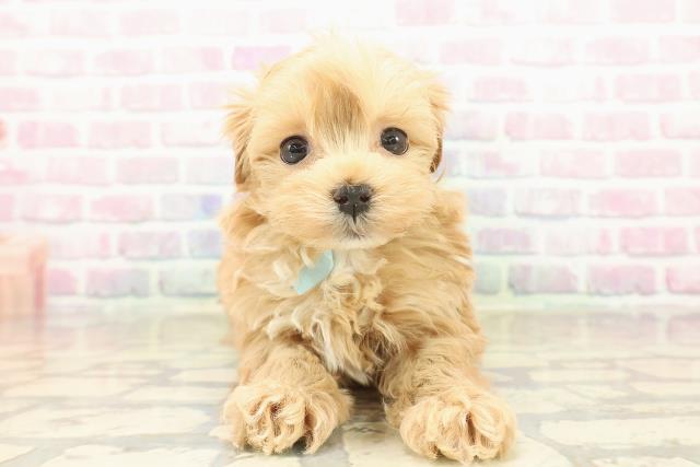 東京都のマルプー(マルチーズ×プードル) (Coo&RIKU下北沢店/2025年10月5日生まれ/男の子/アプリコットホワイト)の子犬