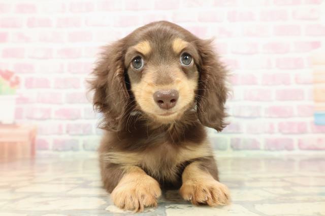 ミニチュア・ダックスフンド