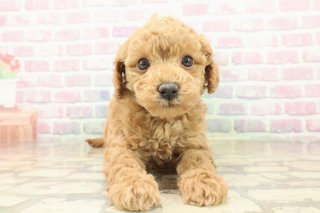 東京都のトイプードル(トイ) (Coo&RIKU板橋店/2025年10月6日生まれ/男の子/アプリコット)の子犬