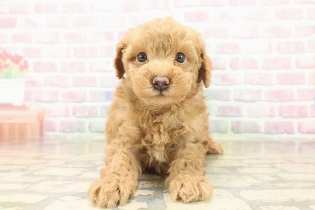 トイ・プードル