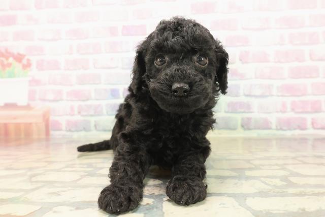 トイ・プードル