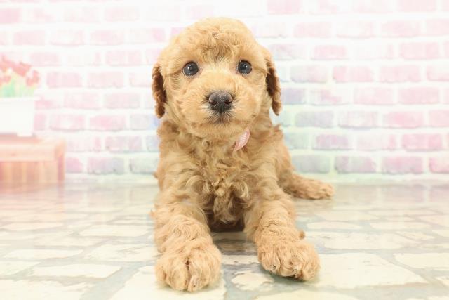 トイ・プードル