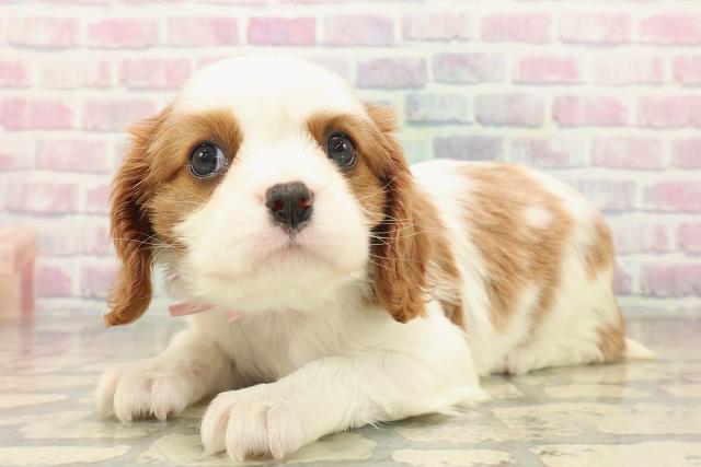 千葉県のキャバリアキングチャールズスパニエル (Coo&RIKU若葉都賀店/2025年10月7日生まれ/女の子/ブレンハイム)の子犬の2枚目の画像