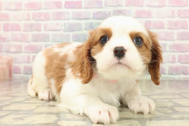 千葉県のキャバリアキングチャールズスパニエル (Coo&RIKU若葉都賀店/2025年10月7日生まれ/女の子/ブレンハイム)の子犬の3枚目の画像