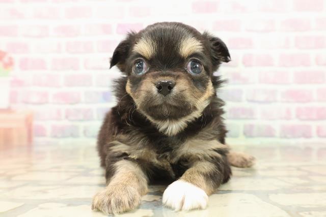 東京都のチワワ(ロング) (Coo&RIKU練馬店/2025年10月8日生まれ/女の子/ブラックタンホワイト)の子犬の1枚目の画像