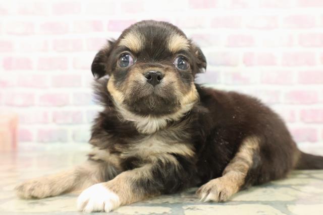 東京都のチワワ(ロング) (Coo&RIKU練馬店/2025年10月8日生まれ/女の子/ブラックタンホワイト)の子犬の2枚目の画像