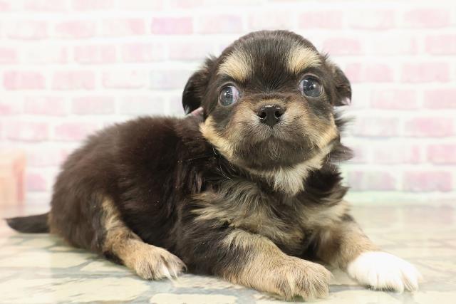 東京都のチワワ(ロング) (Coo&RIKU練馬店/2025年10月8日生まれ/女の子/ブラックタンホワイト)の子犬の3枚目の画像