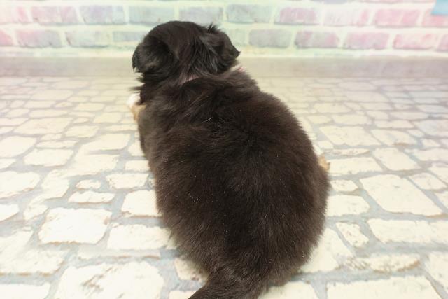 東京都のチワワ(ロング) (Coo&RIKU練馬店/2025年10月8日生まれ/女の子/ブラックタンホワイト)の子犬の4枚目の画像