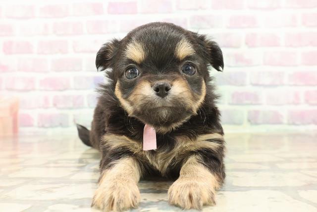 東京都のチワワ(ロング) (Coo&RIKU池袋西口店/2025年10月8日生まれ/女の子/ブラックタンホワイト)の子犬の1枚目の画像