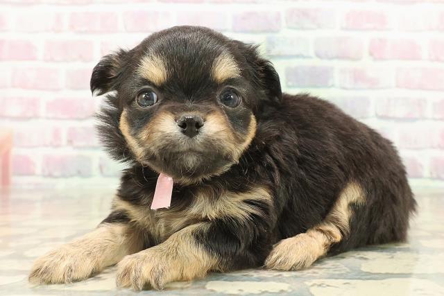 東京都のチワワ(ロング) (Coo&RIKU池袋西口店/2025年10月8日生まれ/女の子/ブラックタンホワイト)の子犬の2枚目の画像