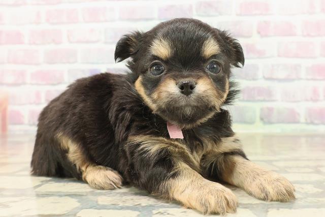 東京都のチワワ(ロング) (Coo&RIKU池袋西口店/2025年10月8日生まれ/女の子/ブラックタンホワイト)の子犬の3枚目の画像