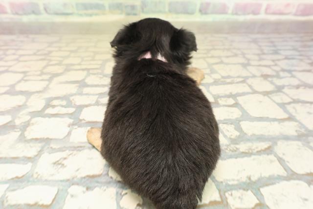 東京都のチワワ(ロング) (Coo&RIKU池袋西口店/2025年10月8日生まれ/女の子/ブラックタンホワイト)の子犬の4枚目の画像