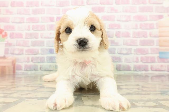 茨城県のハーフ犬・ミックス犬 (Coo&RIKUMEGAドン・キホーテ勝田店/2025年10月8日生まれ/女の子/ブレンハイム)の子犬