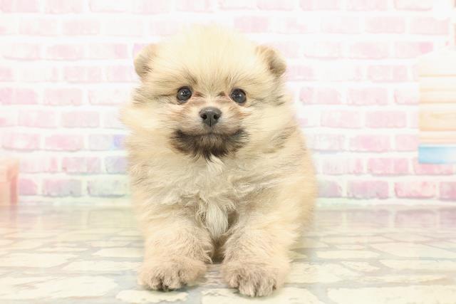 埼玉県のポメラニアン (Coo&RIKU所沢店/2025年10月7日生まれ/男の子/オレンジ)の子犬の1枚目の画像