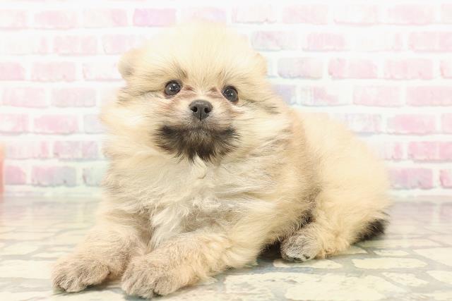 埼玉県のポメラニアン (Coo&RIKU所沢店/2025年10月7日生まれ/男の子/オレンジ)の子犬の2枚目の画像