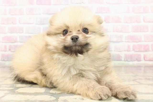 埼玉県のポメラニアン (Coo&RIKU所沢店/2025年10月7日生まれ/男の子/オレンジ)の子犬の3枚目の画像