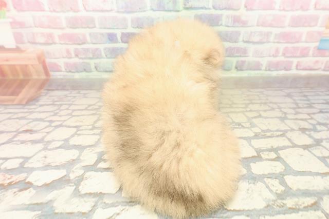 埼玉県のポメラニアン (Coo&RIKU所沢店/2025年10月7日生まれ/男の子/オレンジ)の子犬の4枚目の画像