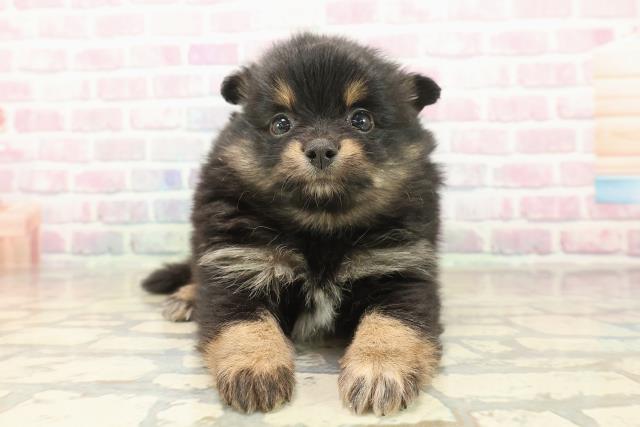 東京都のポメラニアン (Coo&RIKU足立本店/2025年10月7日生まれ/女の子/ブラックタン)の子犬の1枚目の画像