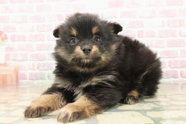 東京都のポメラニアン (Coo&RIKU足立本店/2025年10月7日生まれ/女の子/ブラックタン)の子犬の2枚目の画像