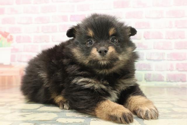 東京都のポメラニアン (Coo&RIKU足立本店/2025年10月7日生まれ/女の子/ブラックタン)の子犬の3枚目の画像