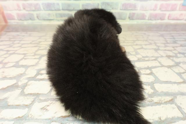 東京都のポメラニアン (Coo&RIKU足立本店/2025年10月7日生まれ/女の子/ブラックタン)の子犬の4枚目の画像