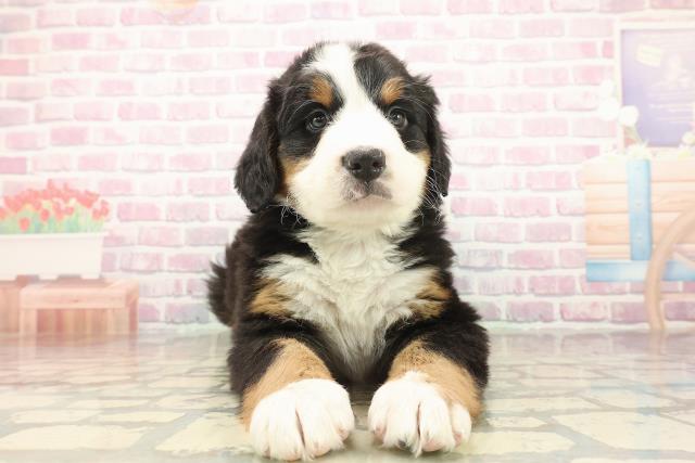 千葉県のバーニーズマウンテンドッグ (Coo&RIKU若葉都賀店/2025年10月8日生まれ/男の子/ブラックラストホワイト)の子犬の1枚目の画像