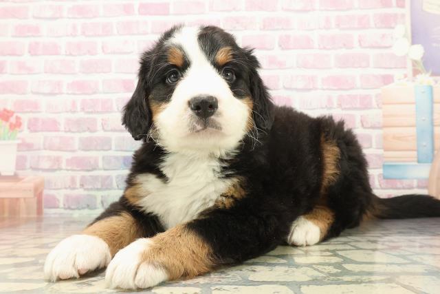 千葉県のバーニーズマウンテンドッグ (Coo&RIKU若葉都賀店/2025年10月8日生まれ/男の子/ブラックラストホワイト)の子犬の2枚目の画像