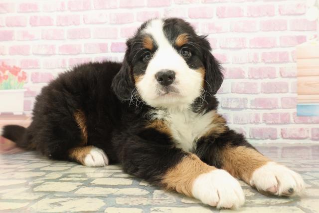 千葉県のバーニーズマウンテンドッグ (Coo&RIKU若葉都賀店/2025年10月8日生まれ/男の子/ブラックラストホワイト)の子犬の3枚目の画像