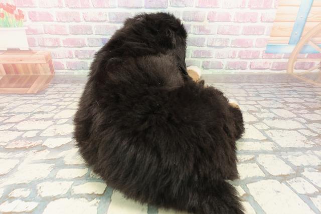 千葉県のバーニーズマウンテンドッグ (Coo&RIKU若葉都賀店/2025年10月8日生まれ/男の子/ブラックラストホワイト)の子犬の4枚目の画像