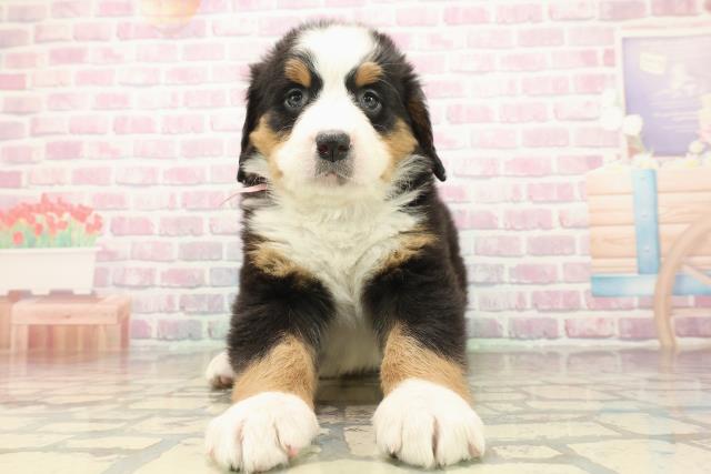 バーニーズマウンテンドッグ