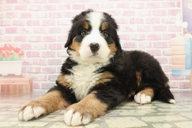 東京都のバーニーズマウンテンドッグ (Coo&RIKU東久留米店/2025年10月8日生まれ/女の子/ブラックラストホワイト)の子犬の2枚目の画像