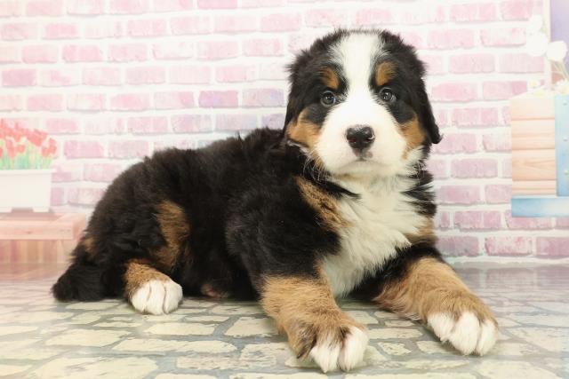 東京都のバーニーズマウンテンドッグ (Coo&RIKU東久留米店/2025年10月8日生まれ/女の子/ブラックラストホワイト)の子犬の3枚目の画像