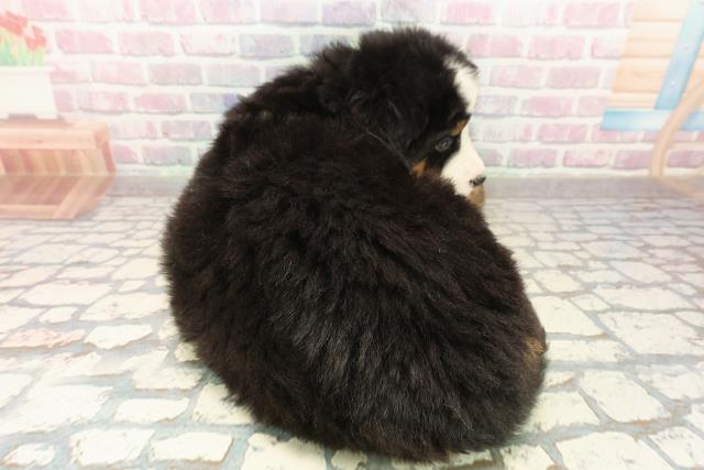 東京都のバーニーズマウンテンドッグ (Coo&RIKU東久留米店/2025年10月8日生まれ/女の子/ブラックラストホワイト)の子犬の4枚目の画像