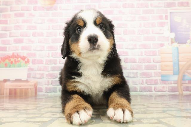 東京都のバーニーズマウンテンドッグ (Coo&RIKU足立本店/2025年10月8日生まれ/女の子/ブラックラストホワイト)の子犬の1枚目の画像