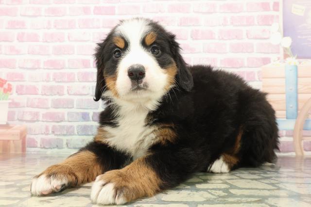 東京都のバーニーズマウンテンドッグ (Coo&RIKU足立本店/2025年10月8日生まれ/女の子/ブラックラストホワイト)の子犬の2枚目の画像