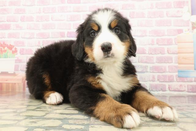 東京都のバーニーズマウンテンドッグ (Coo&RIKU足立本店/2025年10月8日生まれ/女の子/ブラックラストホワイト)の子犬の3枚目の画像