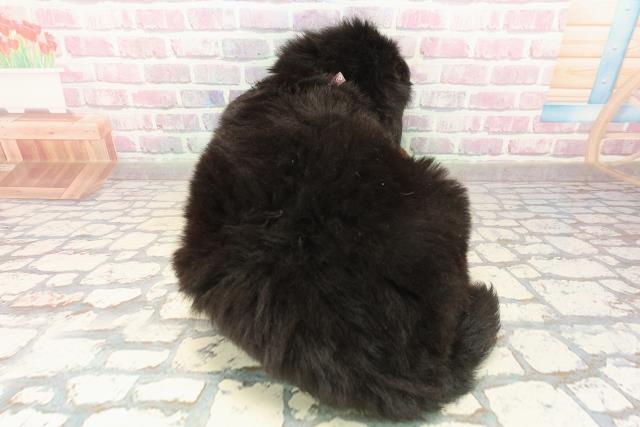 東京都のバーニーズマウンテンドッグ (Coo&RIKU足立本店/2025年10月8日生まれ/女の子/ブラックラストホワイト)の子犬の4枚目の画像