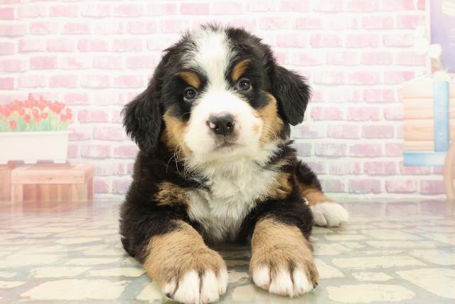千葉県のバーニーズマウンテンドッグ (Coo&RIKU南柏店/2025年10月8日生まれ/女の子/ブラックラストホワイト)の子犬