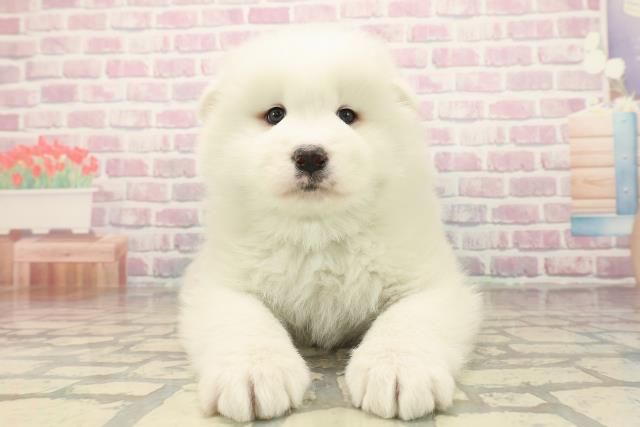 東京都のサモエド (Coo&RIKU足立本店/2025年10月7日生まれ/男の子/ホワイト)の子犬の1枚目の画像