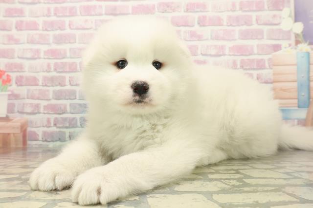 東京都のサモエド (Coo&RIKU足立本店/2025年10月7日生まれ/男の子/ホワイト)の子犬の2枚目の画像