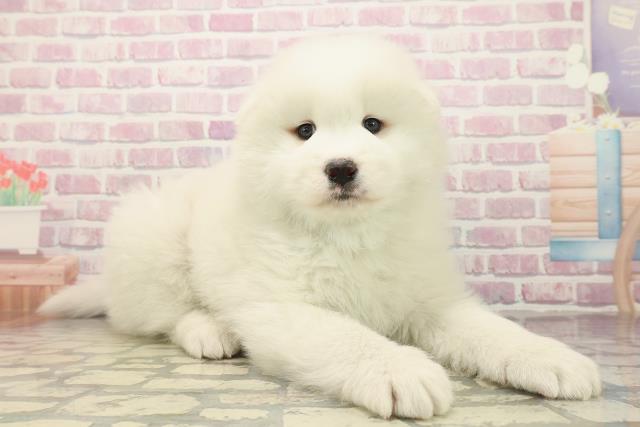 東京都のサモエド (Coo&RIKU足立本店/2025年10月7日生まれ/男の子/ホワイト)の子犬の3枚目の画像