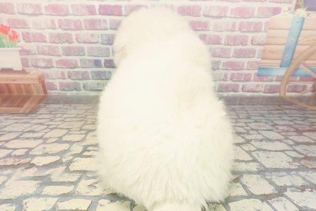 東京都のサモエド (Coo&RIKU足立本店/2025年10月7日生まれ/男の子/ホワイト)の子犬の4枚目の画像