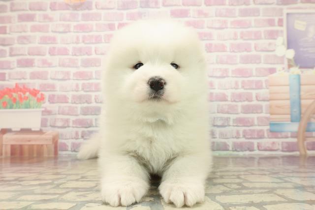 千葉県のサモエド (Coo&RIKU南柏店/2025年10月7日生まれ/男の子/ホワイト)の子犬の1枚目の画像