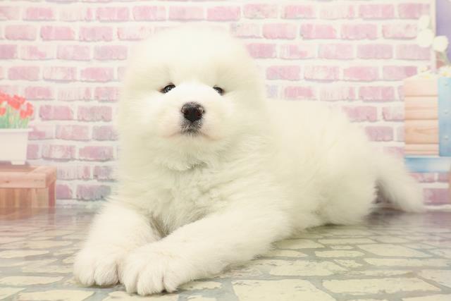 千葉県のサモエド (Coo&RIKU南柏店/2025年10月7日生まれ/男の子/ホワイト)の子犬の2枚目の画像