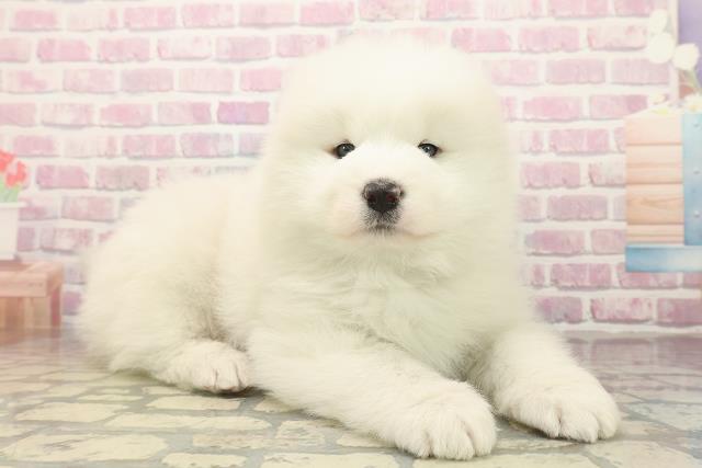 千葉県のサモエド (Coo&RIKU南柏店/2025年10月7日生まれ/男の子/ホワイト)の子犬の3枚目の画像