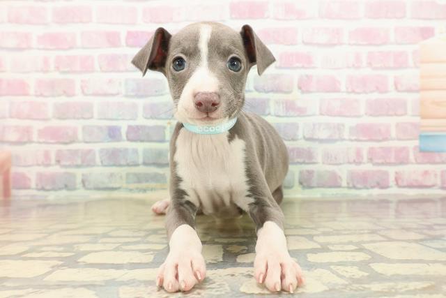 イタリアングレーハウンド