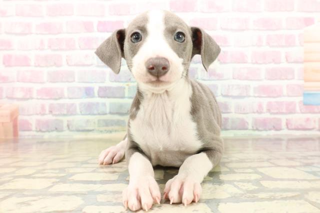 イタリアングレーハウンド