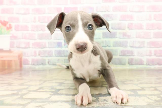 イタリアングレーハウンド
