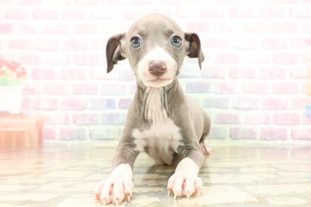 東京都のイタリアングレーハウンド (Coo&RIKUフレスポ住吉店/2025年10月5日生まれ/女の子/ブルーホワイト)の子犬