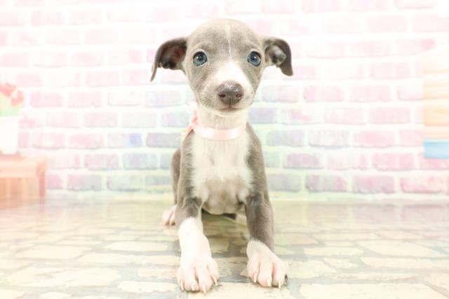 東京都のイタリアングレーハウンド (Coo&RIKU武蔵小山店/2025年10月5日生まれ/女の子/ブルーホワイト)の子犬の1枚目の画像